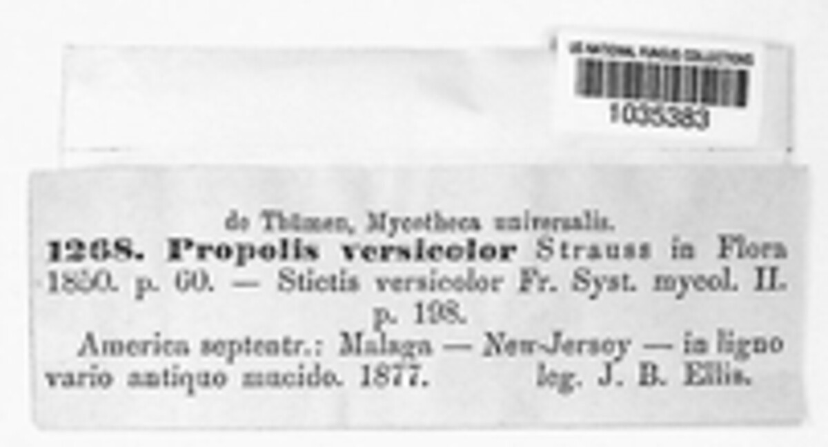 Propolis versicolor image